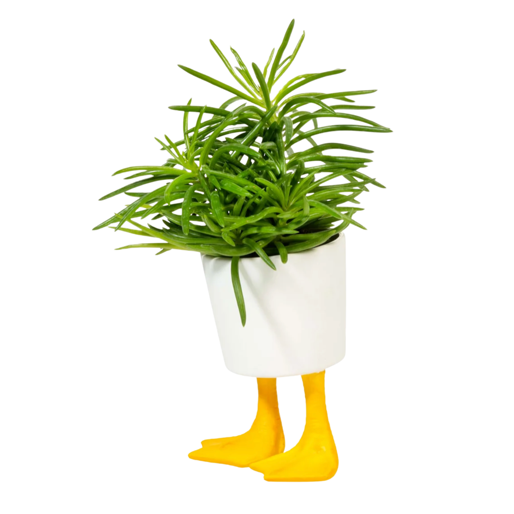 Large Ceramic Duck Feet Planter