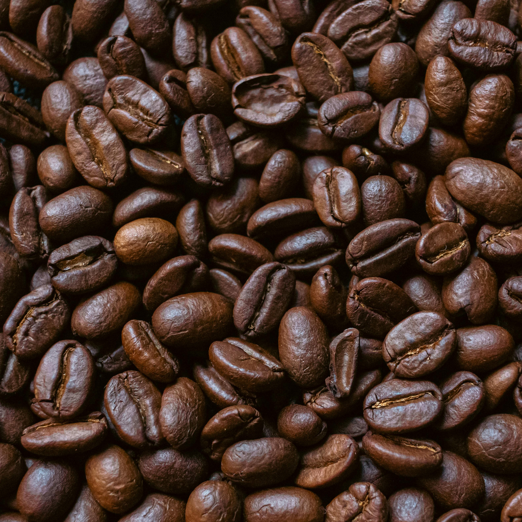Grow Your Own Coffee Plant Tin