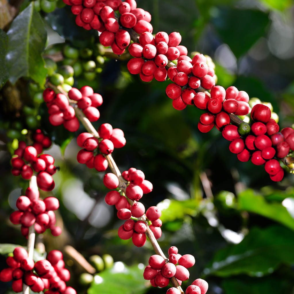 Grow Your Own Coffee Plant Tin