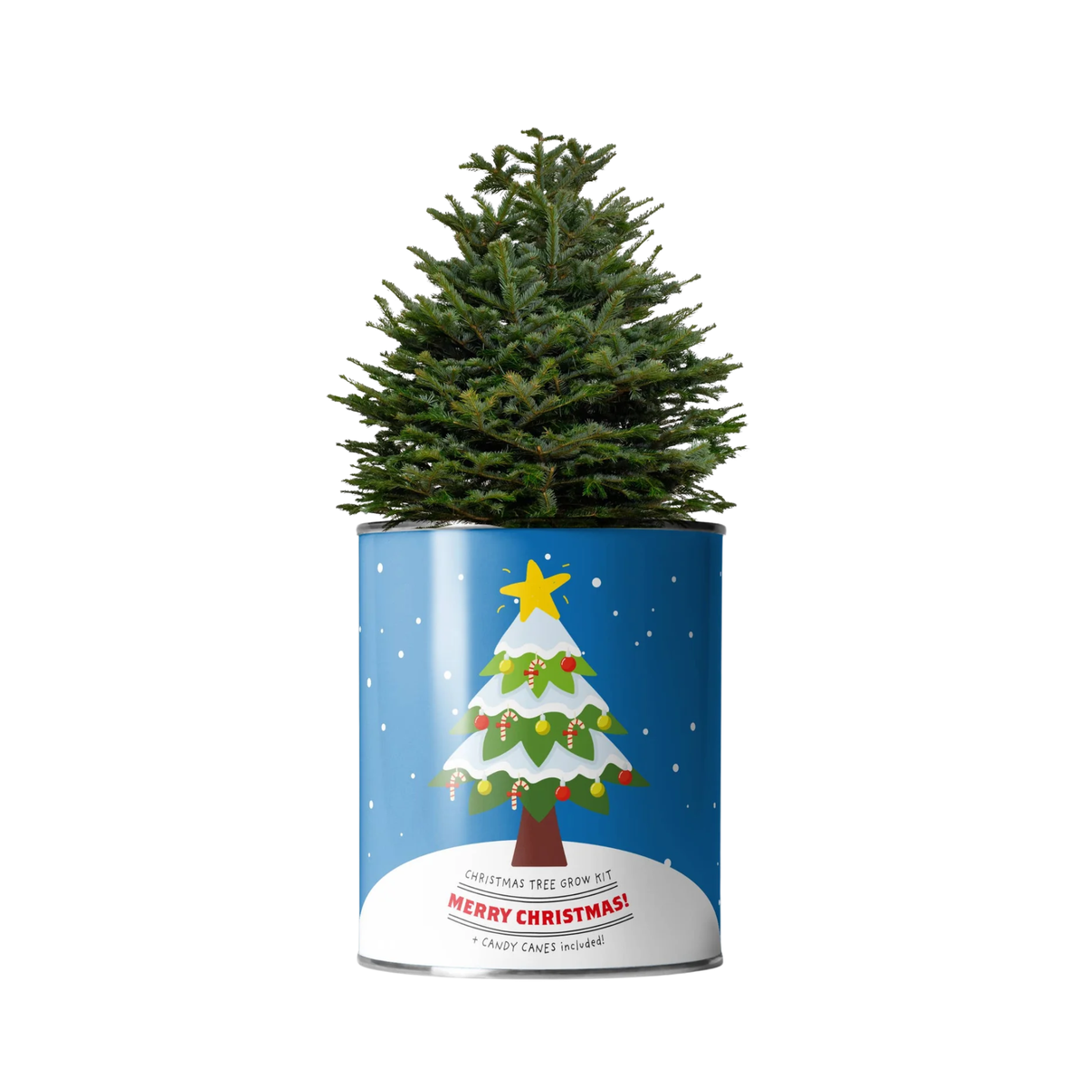 Grow Your Own Christmas Tree and Candy Canes