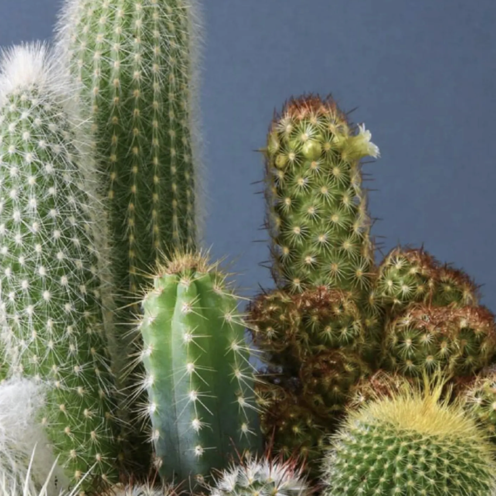 Personalised Grow Your Own Cacti Kit