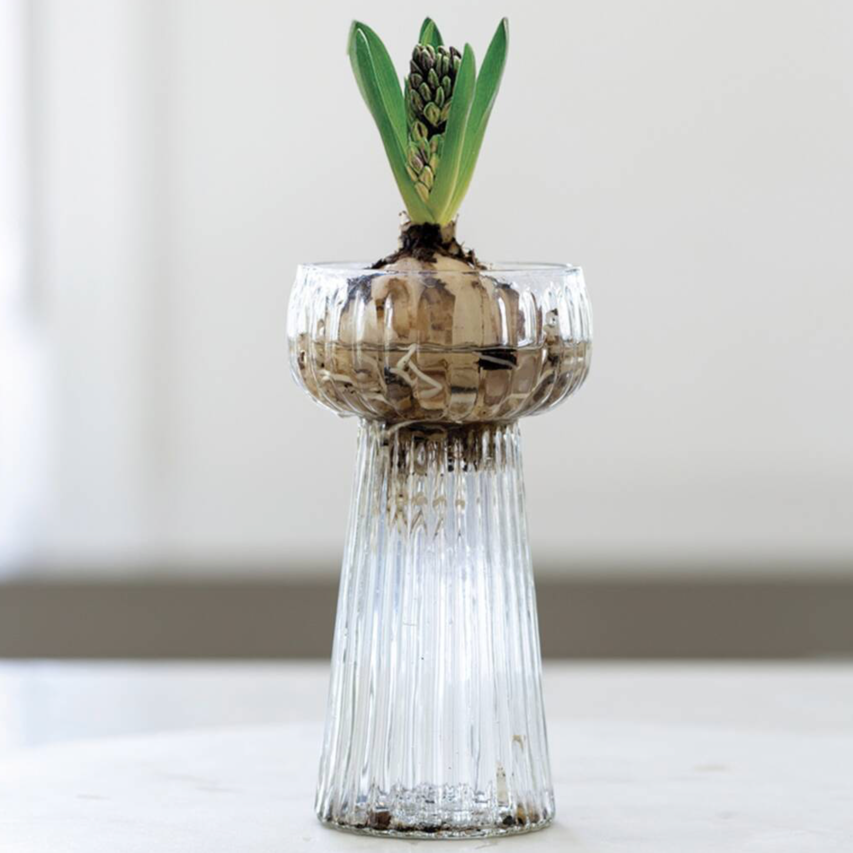 Ribbed Glass Hyacinth Vase