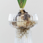 Ribbed Glass Hyacinth Vase
