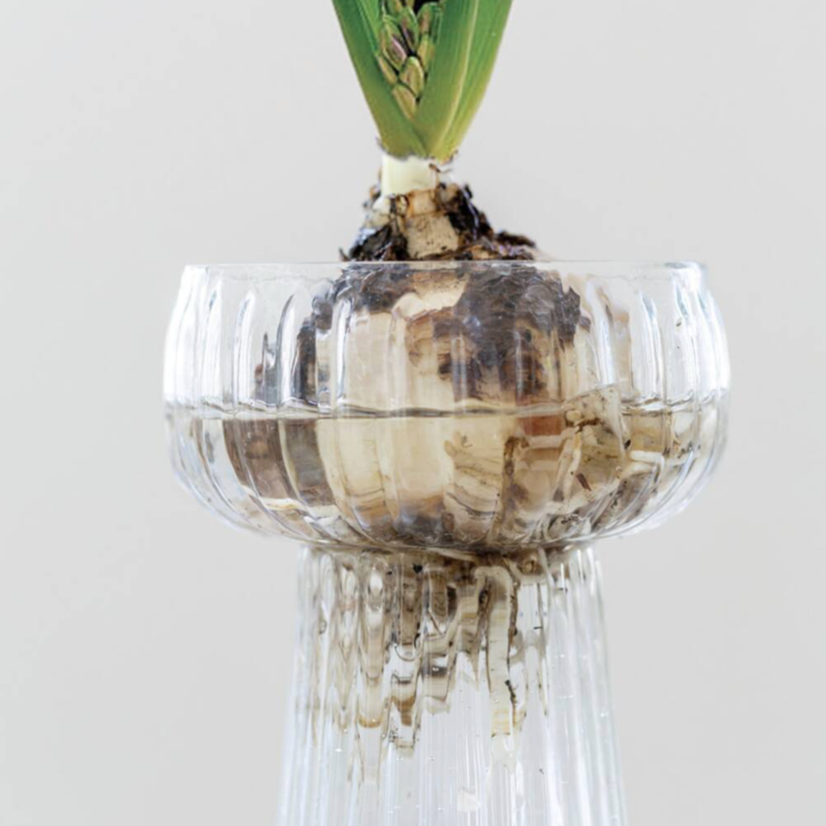Ribbed Glass Hyacinth Vase