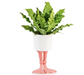 Ceramic Flamingo Feet Planter