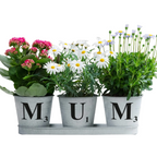 Three potted plants with flowers in metal pots labeled 'M', 'U', and 'M' on a white surface.