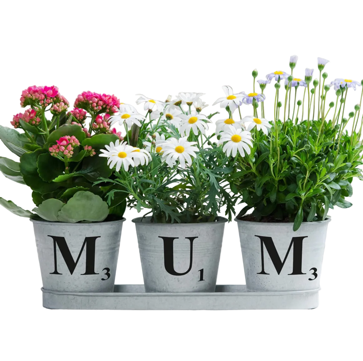 Three potted plants with flowers in metal pots labeled 'M', 'U', and 'M' on a white surface.