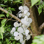 Hanging Battery Operated Paper Lights