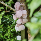 Hanging Battery Operated Paper Lights