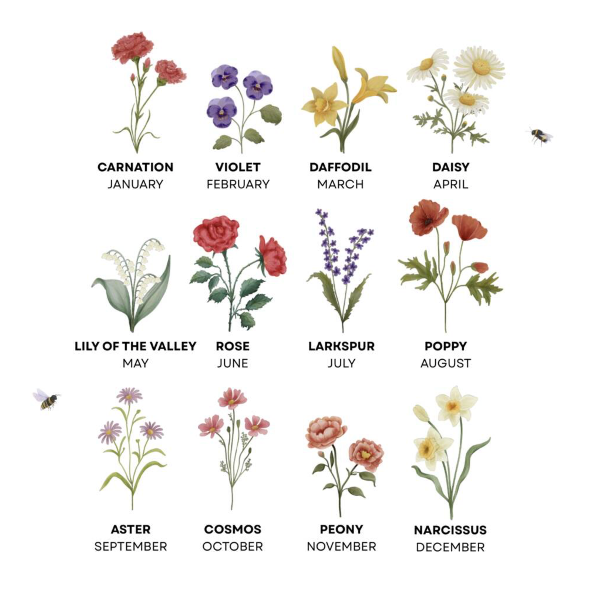 Birth flower chart showing all 12 months: Carnation January through to Narcissus December in watercolour illustration
