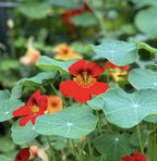 Grow Your Own Edible Flowers